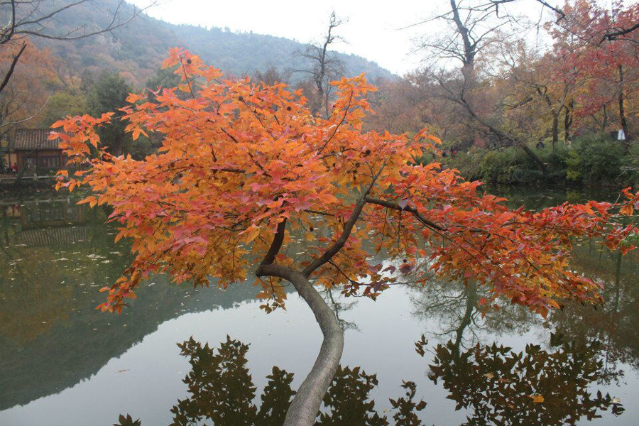 苏州天平山赏枫叶最佳地点,灵白线天平山全程路线详解
