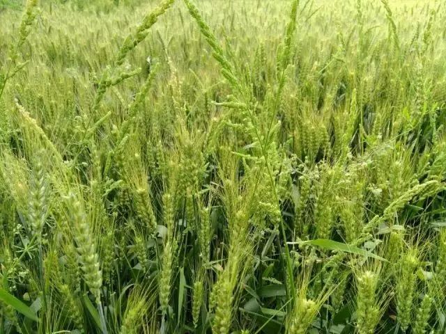 甲基二磺隆哪个厂最好,甲基二磺隆什么牌子的最好