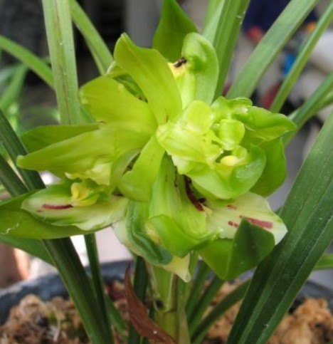 蝴蝶兰花养殖方法和注意事项大全,蝴蝶兰花换盆每天最好是什么时间