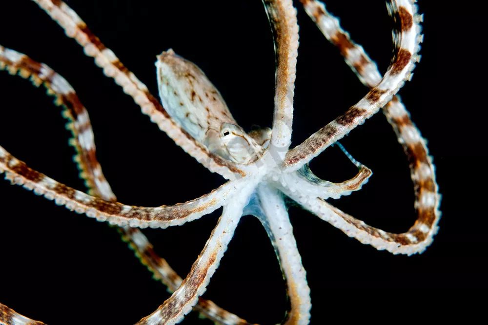 臻迪百科（014）｜章鱼这家伙没准比你还聪明