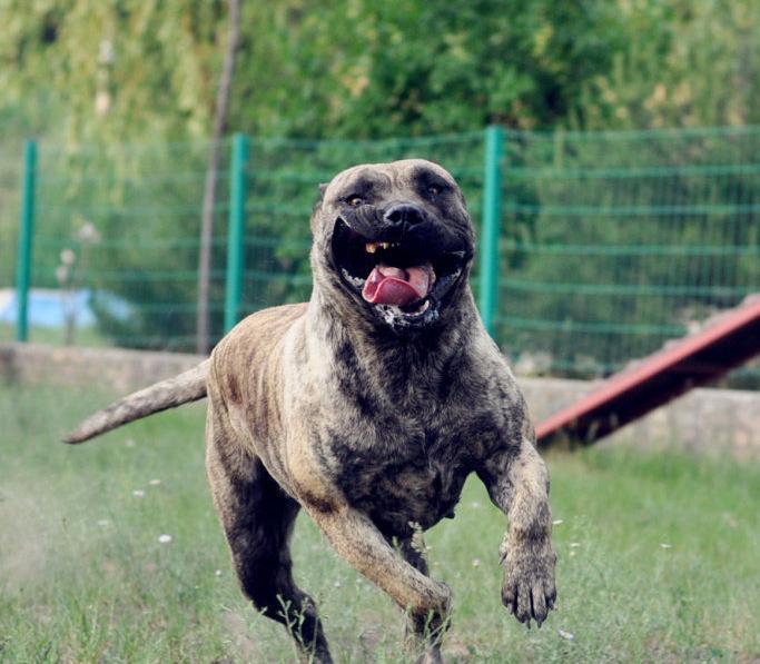 加纳利串拉布拉多,加纳利有名的狗