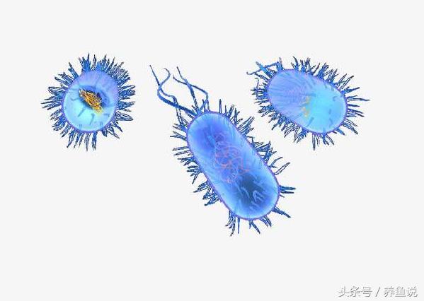 硝化细菌是如何产生的,怎么辨别硝化细菌是否失效