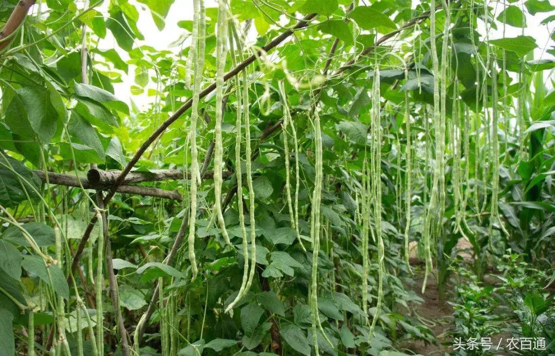 豇豆伸蔓期水肥管理,豇豆抽蔓期的田间管理