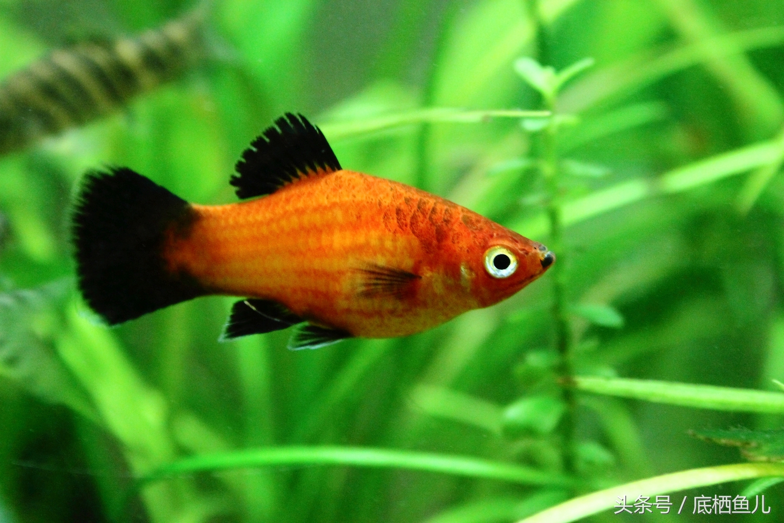 鱼缸有过滤系统为什么水还浑,解决鱼缸水浑最好办法