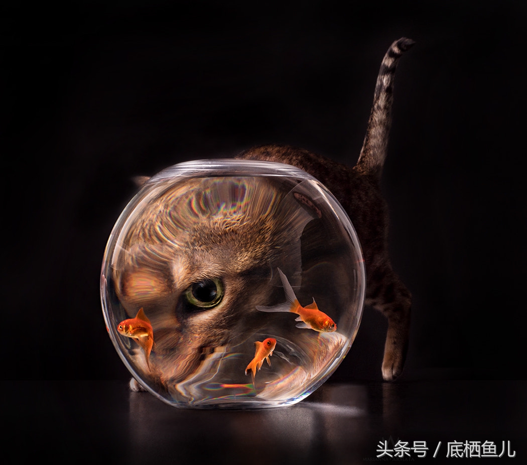 鱼缸有过滤系统为什么水还浑,解决鱼缸水浑最好办法