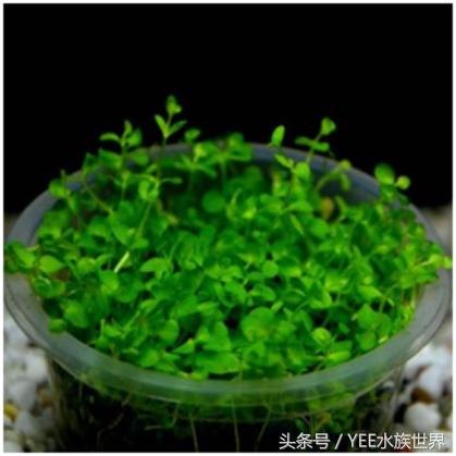 水草造景的优缺点,水草造景前景