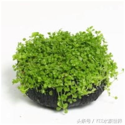 水草造景的优缺点,水草造景前景