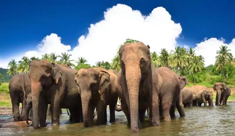 唐嫣罗晋维也纳结婚请帖地点,喜糖糖结婚