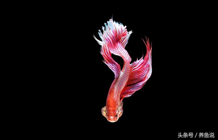 观赏鱼冬天加热棒费电吗,养热带鱼加热棒一般多少度电