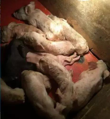 冬季如何预防小猪流行性腹泻,猪流行性腹泻二联疫苗打哪个部位