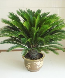 苏铁放阳台,怎样把苏铁搬到阳台