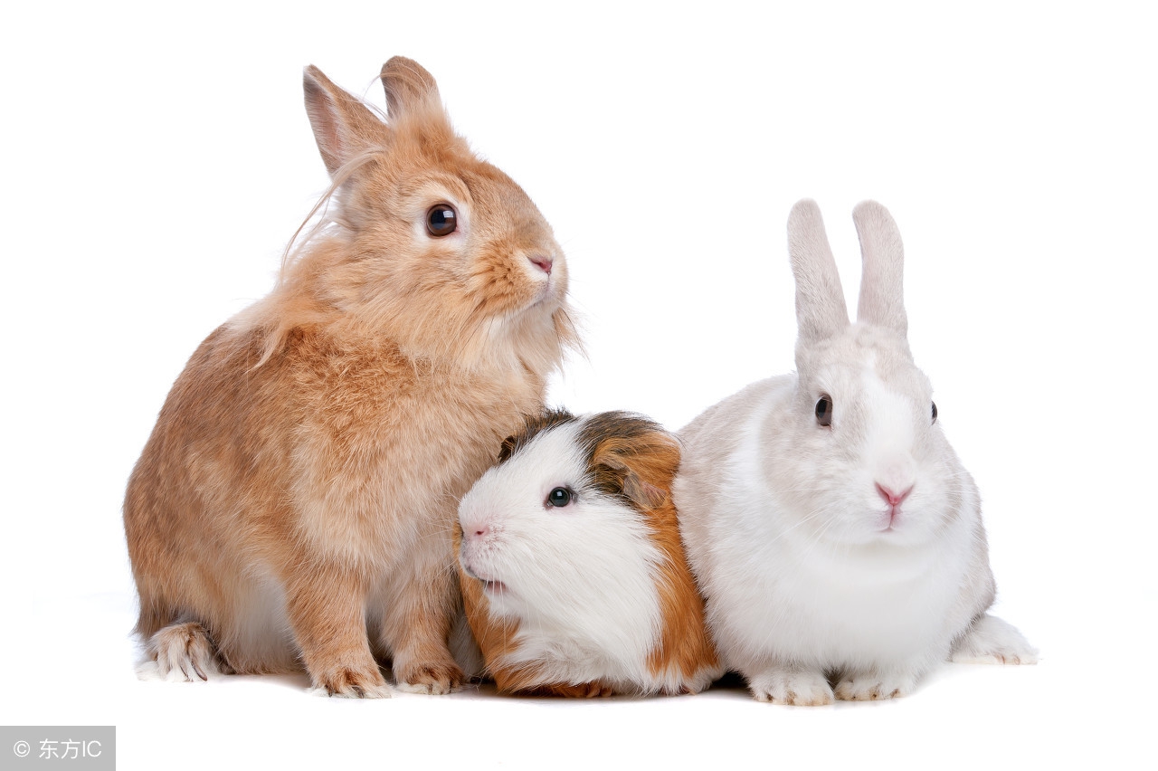 什么属相和什么属相最合适婚配,属相婚配什么属相最合适