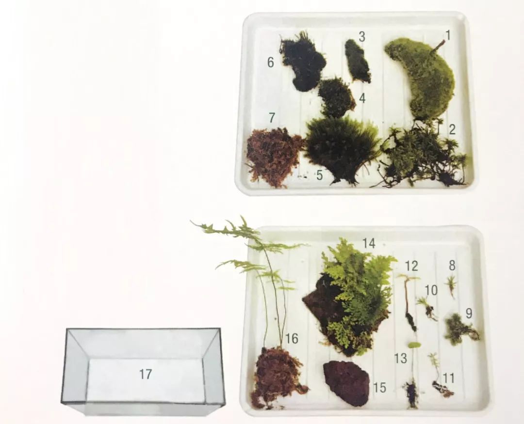 盆景十二技法图片讲解榕树,盆景十二技一法口诀