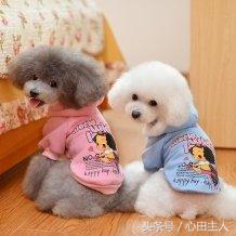 常见的几种家养狗狗,亳州正宗泰迪犬种有哪些