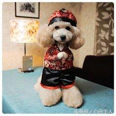 家养泰迪都是什么品种,常见家养宠物犬大全