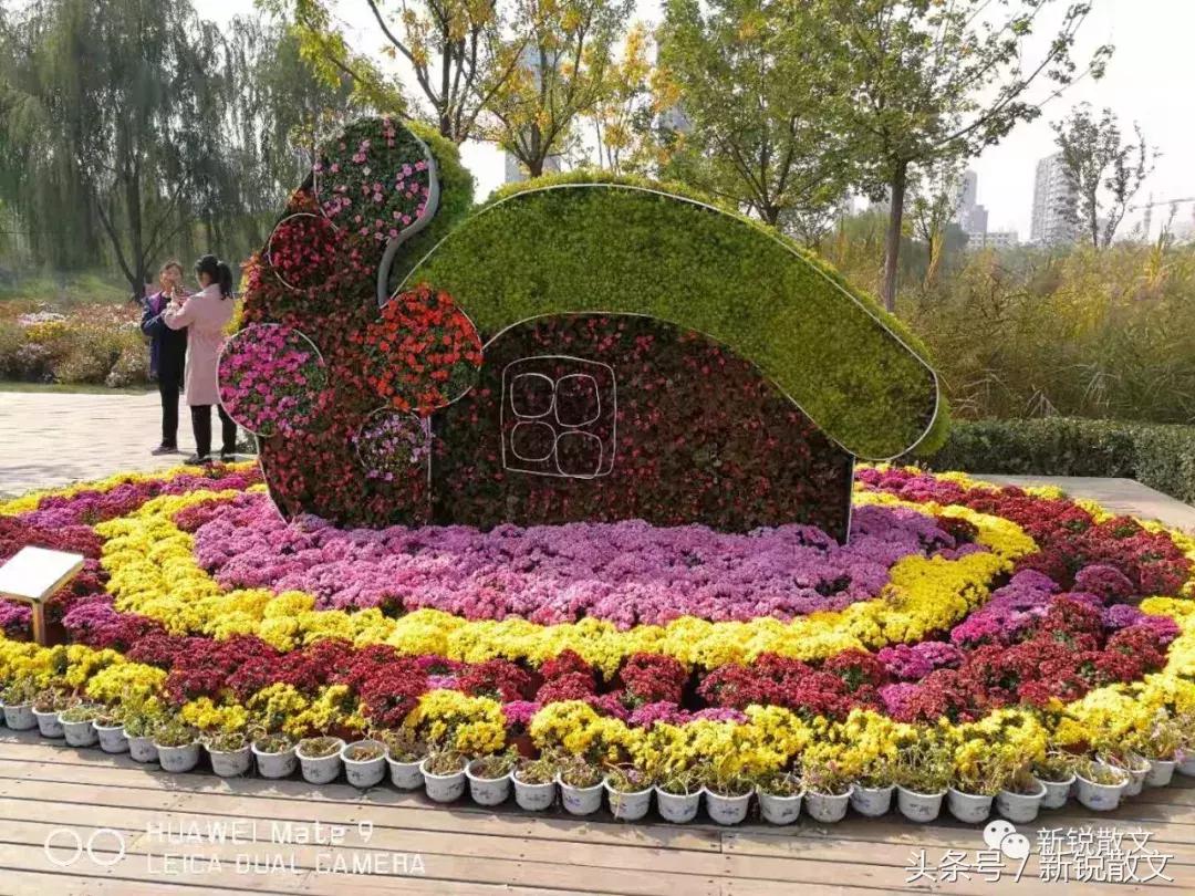 今年太原和平公园有菊花展吗,太原和平公园赏菊花