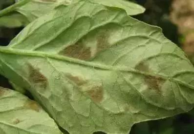 夏秋番茄病害图片大全,冬春大棚番茄病害怎么防治