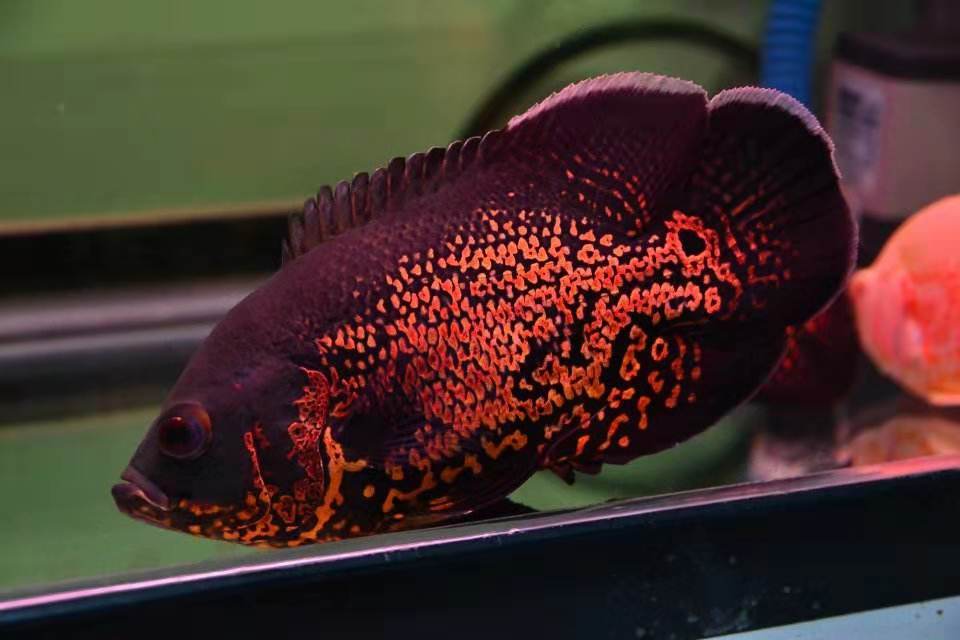 地图鱼应该怎么养,五厘米的浅水可以饲养地图鱼吗