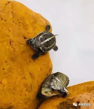 怎样解决龟苗生病的问题,怎么提高龟苗的存活率