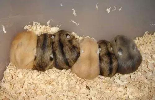 怎么养仓鼠仓鼠才会认你为主人,新手养仓鼠需要准备仓鼠什么用品