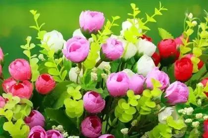 什么花朵的花语是救赎的花语,花语大全花的数量