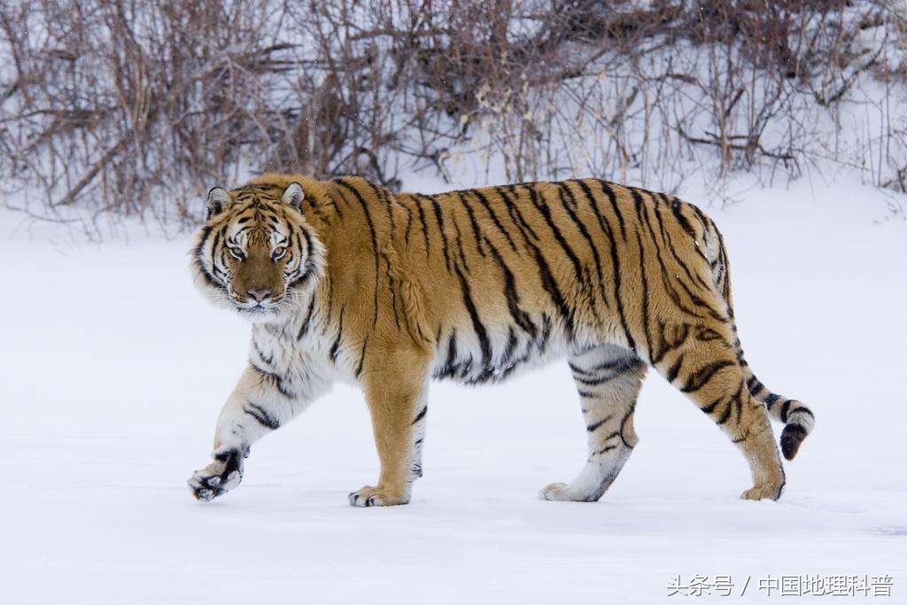 黑龙江的地理气候,黑龙江省地形地貌与气候特征