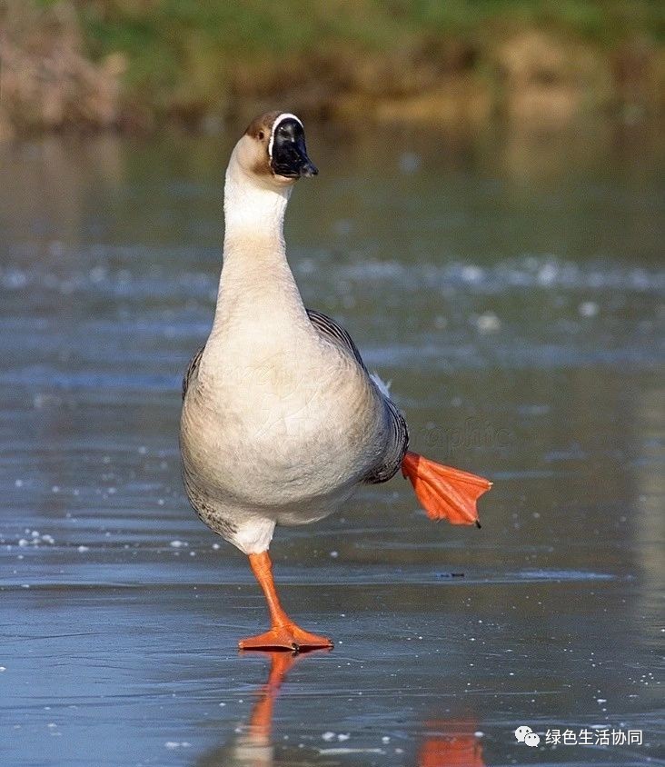 你买到真正的羽绒被了吗,淘宝哪里能买到真的羽绒被