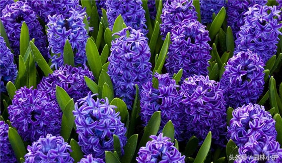 10种超美的紫红色花,十种最漂亮的深紫色花