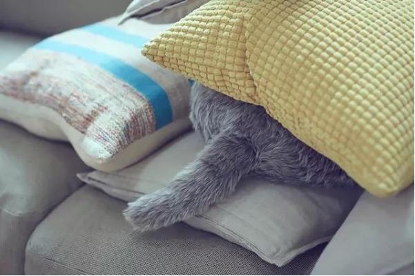 不掉毛的猫活体,可以养的电子猫