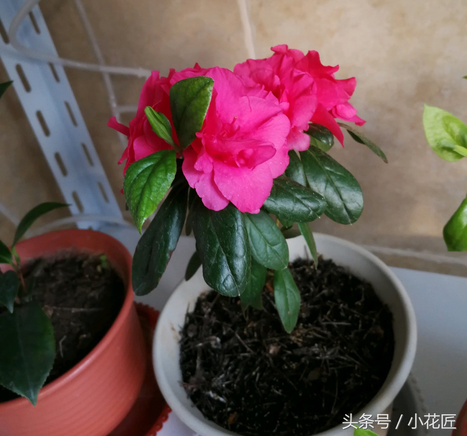 杜鹃花花苞边缘焦,杜鹃花花苞有黑斑怎么办