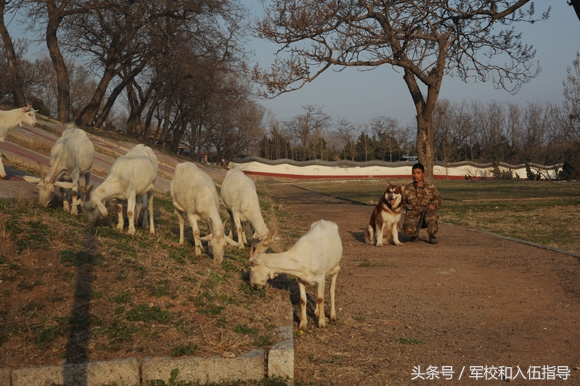 部队后勤岗位有前途吗,在部队养猪种田