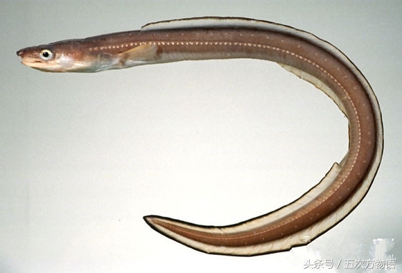 青岛海鱼品种大全及图片,青岛好吃的海鱼有哪些