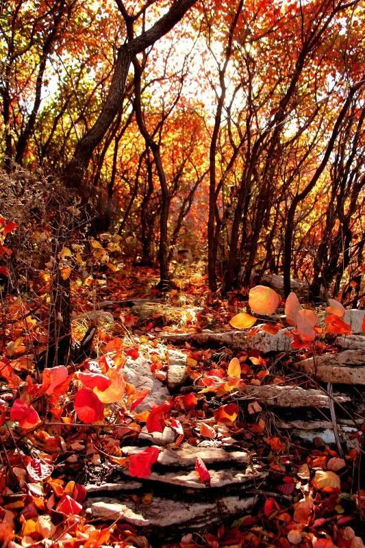 济南红叶谷在济南什么位置,山东济南红叶谷秋色