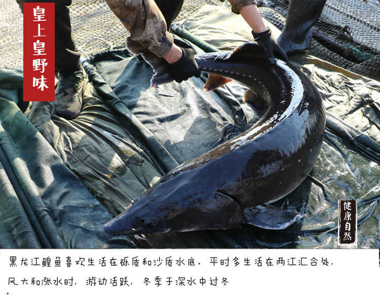黑龙江鲟鳇鱼一般多少斤,中华鲟鳇鱼啥价