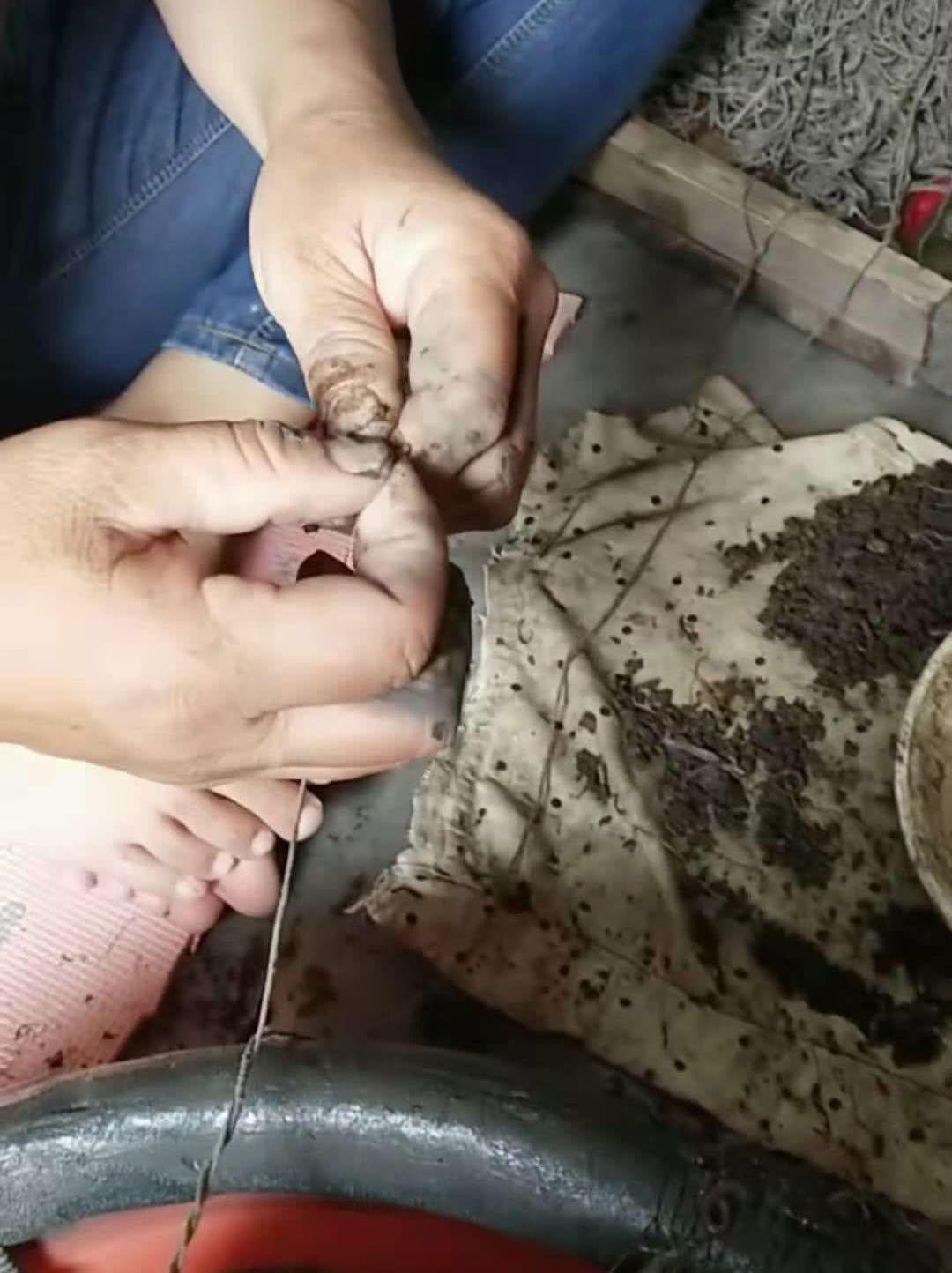 诱捕甲鱼的方法,诱捕野生甲鱼的最快方法视频