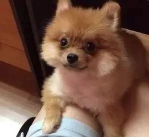 选购博美犬的3点基本常识,博美犬的基本知识