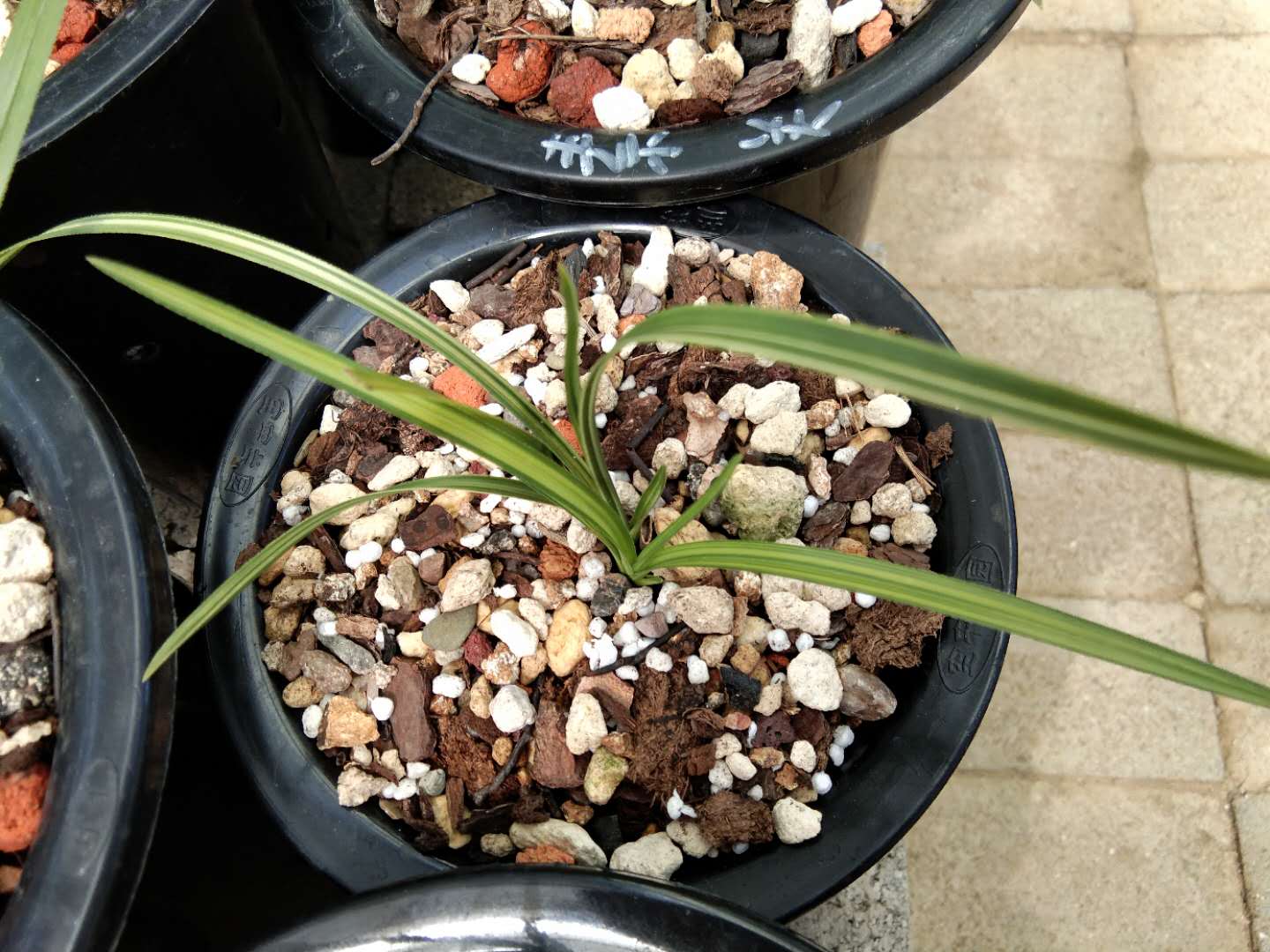 金边线艺兰怎么养才能旺盛,兰花艺兰管理技术