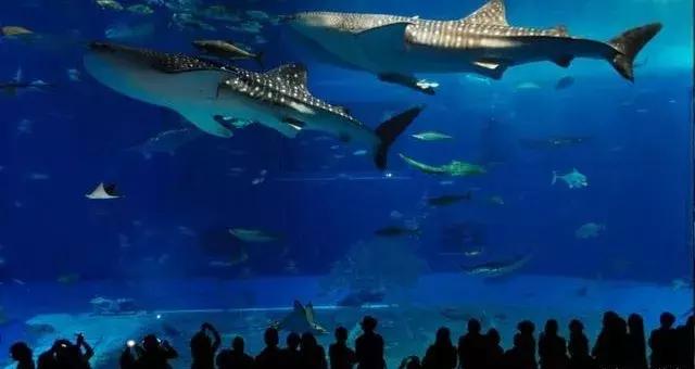 日本冲绳旅游攻略路线,日本冲绳邮轮旅游攻略视频