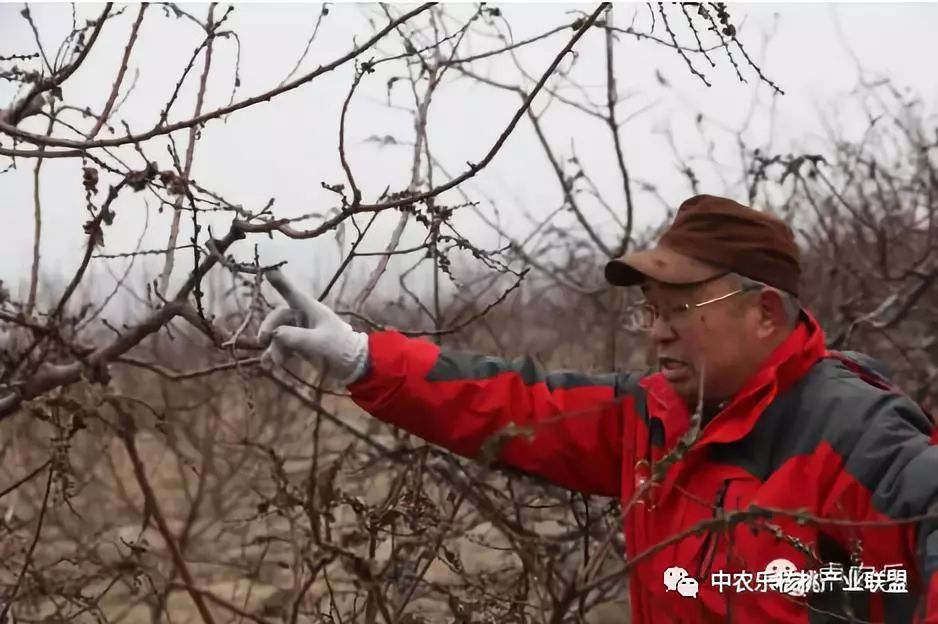 怎样让核桃快速发芽,盛果期核桃修剪最佳时期