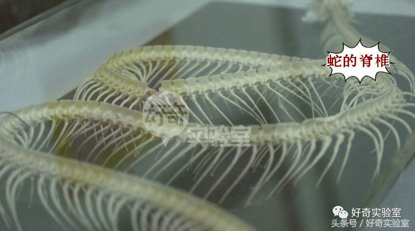 蛇和蛇打结会自己解开吗,蛇打个死结能自己解开吗