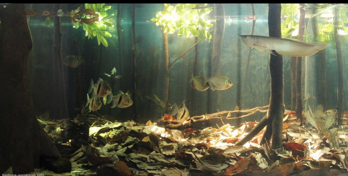 长城杯溪流造景大赛,长城杯造景大赛