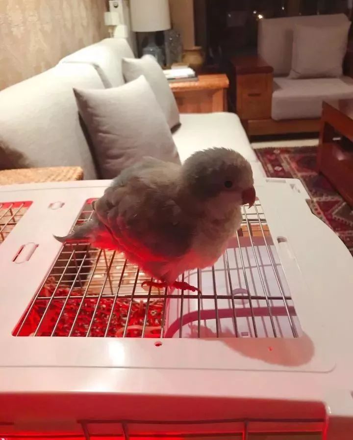 新手养的鹦鹉各优缺点,养鹦鹉少走30年弯路