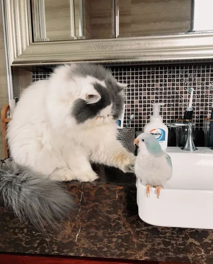 新手养的鹦鹉各优缺点,养鹦鹉少走30年弯路