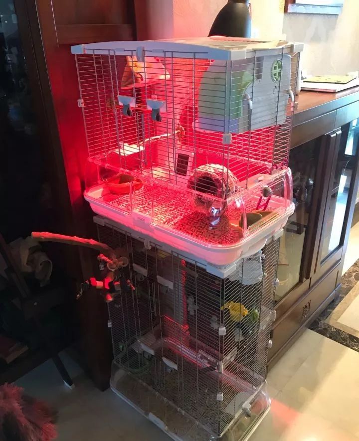 新手养的鹦鹉各优缺点,养鹦鹉少走30年弯路