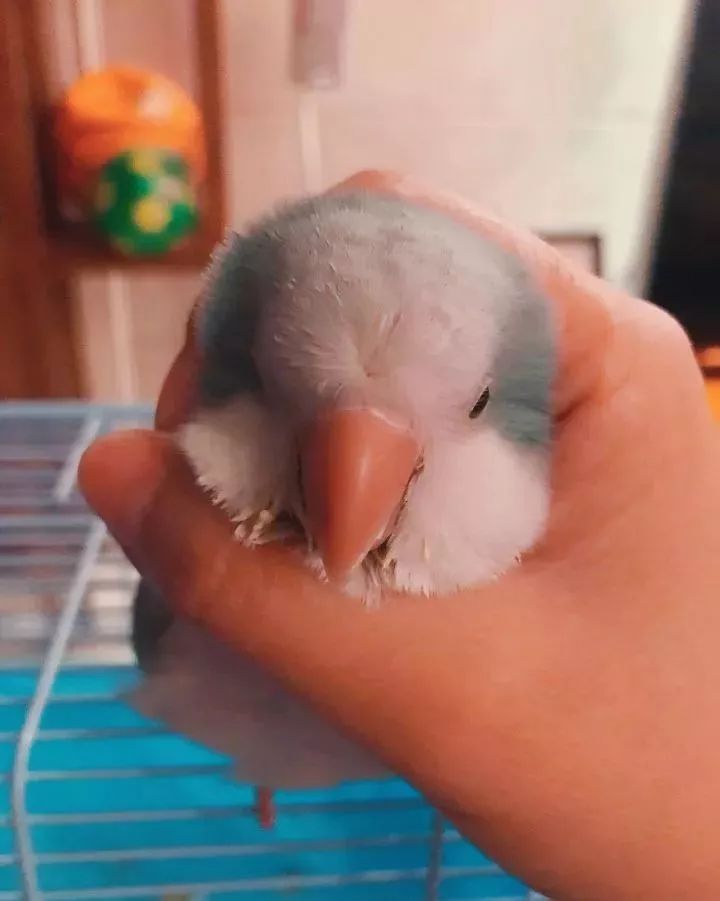 新手养的鹦鹉各优缺点,养鹦鹉少走30年弯路