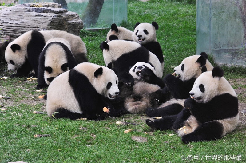 野生大熊猫战斗力秒杀狮子和老虎,大熊猫和其他猛兽的战斗力排行