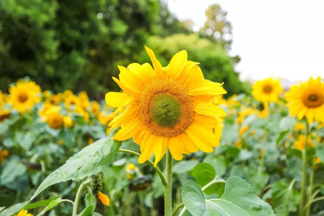 向世界推介深圳,深圳向世界发出邀请