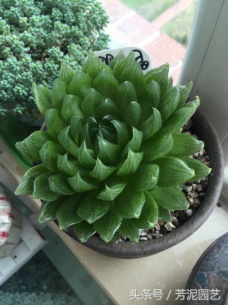 樱水晶如何养殖,樱水晶怎么种植