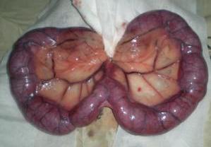 狗狗眼部疾病图片大全,狗狗神经系统疾病表现