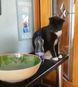 猫咪新玩法,喵咪生活小技巧有哪些